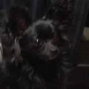 マミー