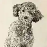 阪神タイガース 公式ファンクラブ ポケッタブルボストン - メルカリ