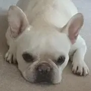 けんちゃん