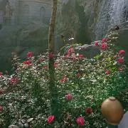 リカの画像