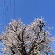 momokaの画像