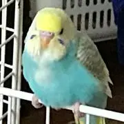 るるる