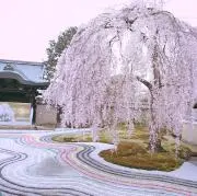 Tamaの画像