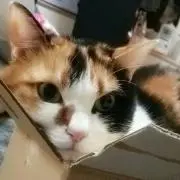 さすけ