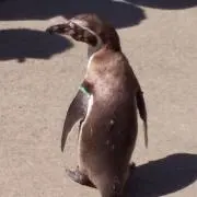 mumuの画像