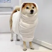 ゆきねこ ※プロフ必読の画像