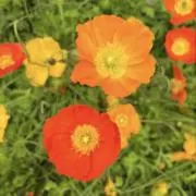 com✳︎の画像