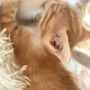 あちの画像