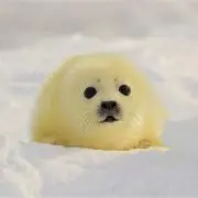 ギャルソンマンの画像