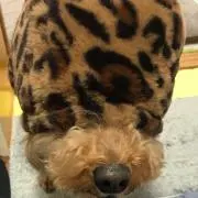 うー