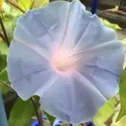 pua