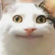 ディスコの画像