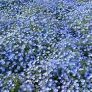 いちご