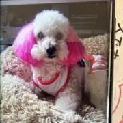 すずらんの画像