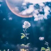 めとの画像