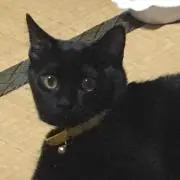 tooの画像