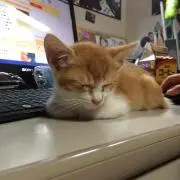 ニャンコ