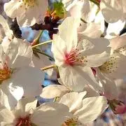 guriguraの画像