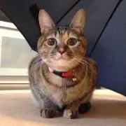 もんぷちの画像