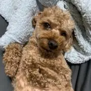 モコモコの画像
