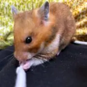 Ｒの画像