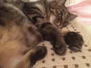 きじとらの画像