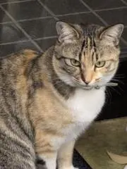 えり
