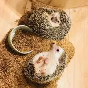 はりねずみ