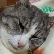 くまさん