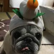えみひめ
