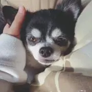 もも