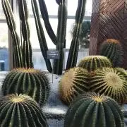 Kglowの画像