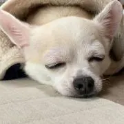 しーちゃん