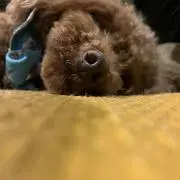 シバンズ