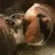 ちーの画像