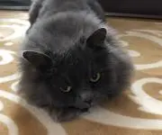 シロ