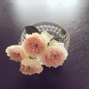 ayaの画像