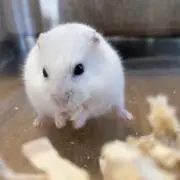 みみの画像