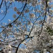 ときわ荘の画像