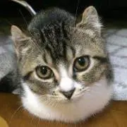 ガガの画像