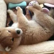 サトの画像