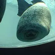 とろろ