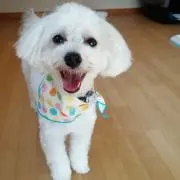 ポムの画像