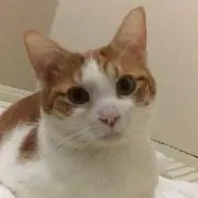 mgtanの画像