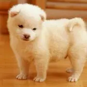 ツツミ