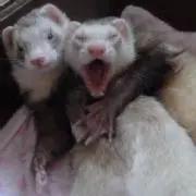 ひろろの画像