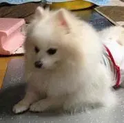 もふがるーだ