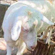 くま