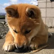 あおもりやさいの画像