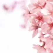桜うさぎ
